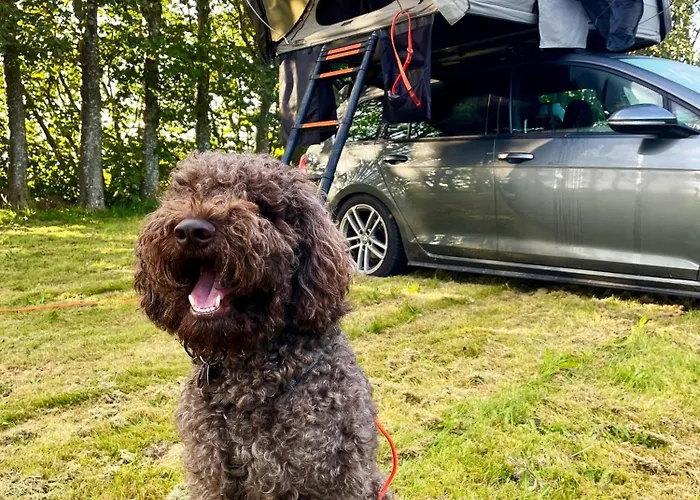 キャンプ場 Lille